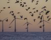Крупнейшее в мире "поле" гигантских морских ветрогенераторов начало работу в Южно-Китайском море
