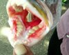 Рыбаки выловили рыбу с человеческими зубами