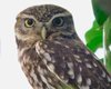Найсамотніша сова відчайдушно шукає пару: чому на поклик птаха так ніхто й не прийшов
