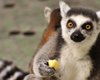 Ученые: лемуры оказались под угрозой исчезновения