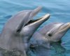 Дельфины дают друг другу "кодовые имена": в них таится секретная информация (фото)