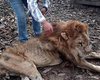 В Колумбии зоозащитники отобрали льва у хозяйки, доведя его до истощения