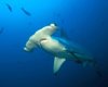 У акул, находящихся под угрозой исчезновения, есть один неочевидный враг: кто истребляет хищников