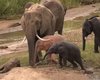 Самый редкий слон на Земле: стадо приняло детеныша, несмотря на то, что он отличается (видео)