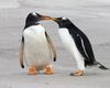 Не так уж романтично. Развенчан миф о моногамии пингвинов — они не прочь сходить налево