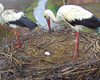 У аиста Одарки и ее нового "мужа" появилось первое яйцо (видео)