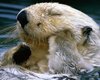 Ученые доказали, что бобры добры