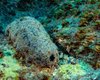Живет до 120 лет и неприглядно выглядит: названо самое странное морское существо в мире (фото)