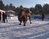 Сибирские шаманы сожгли 5 верблюдов ради "укрепления России"