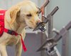 Собаки могут определять различные виды COVID-19 с точностью 94%, - ученые (фото)