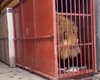 "Процесс пошел": в Сети показали эвакуацию львов и тигров из экопарка под Харьковом