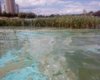 Поздно! Озеро Солнечное в Дарницком районе Киева умерло