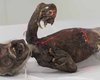 Из кого сложили русалку Фиджи: ученые хотят узнать, как создали странную мумию (фото)
