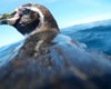 Очень необычное погружение: ученые впервые в истории взглянули на мир глазами пингвина (видео)
