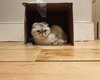 Кошка Тейлор Свифт вошла в топ-3 самых богатых домашних животных в мире (фото, видео)