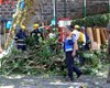 Огромный 200-летний дуб упал на паломников на Мадейре, 11 человек погибли