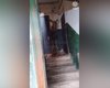 У під'їзді київської багатоповерхівки виявили лося: що сталося з твариною (відео)