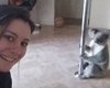 В Австралии коала забралась в дом к стриптизерше и станцевала на шесте