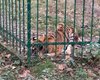 "Дает надежду": пострадавшей от атаки ВС РФ на Киев тигрице стало немного лучше (видео)