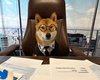 Ілон Маск зробив свого пса Флокі гендиректором Twitter