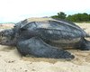 Весила 300 килограмм: в Италии выловили одну из самых больших в мире черепах (фото)
