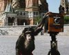 Фотографии, сделанные шимпанзе на Красной площади, продали за 50 тысяч фунтов