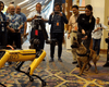 Робопсы Boston Dynamics вышли на прогулку - прохожие сняли реакцию настоящего пса (видео)