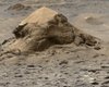 Инопланетное чудо: марсоход Curiosity обнаружил на Марсе окаменелую "черепаху" (фото)