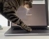 Новое приложение поможет защитить MacBook от озорства кошки (видео)