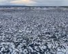 Океан "выплюнул" на побережье Японии 1200 тонн мертвой рыбы: никто не знает, что происходит (видео)