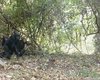 Шимпанзе впервые в истории застали за учебой: до сих пор это поведение оставалось загадкой (видео)