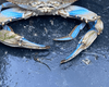 У Чорному морі помітили синього краба: екологи розповіли, чим небезпечний хижий "прибулець"