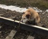 Машинист спас привязанную к рельсам собаку, экстренно остановив электричку
