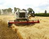Без хлеба не останемся: украинские аграрии собирают рекордный урожай зерновых