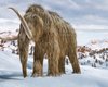 Восставшие из мертвых. Генетики собираются воскресить вымершего шерстистого мамонта
