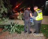 В центре Киева на людей упало дерево: один погибший, трое пострадавших, — Нацполиция (фото)