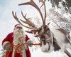В Лапландии погибают "олени Санты" (фото)