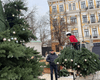 В центре Киева начали собирать главную елку 2026 года: как она будет выглядеть (видео)