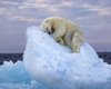 Душераздирающий кадр. Белого медведя запечатлели на крошечной льдине, дрейфующей в океане