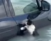 В Дубае полицейские спасли кота, который уцепился за ручку авто, чтобы не утонуть (видео)