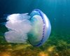 Под Киевом в Днепре заметили медуз и рыбу-иглу