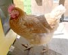 Курица выучила буквы, цифры и цвета: хозяйка говорит, что ее птица феноменальная (видео)