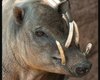 С рожками и клыками: в зоопарке Майами родилась причудливая "свинья-олень" (фото)