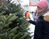 У Києві стартував продаж новорічних ялинок: де купити і скільки коштує