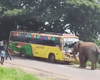 Водій намагався відволікти: розлючений слон напав на рейсовий автобус (відео)