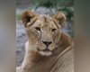 Спасенная под Харьковом львица умерла в Южной Африке (фото)