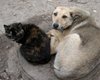 Киев решает судьбу бездомных животных 