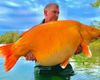 Прожила в озере 20 лет: найдена самая большая в мире золотая рыбка весом более 30 кг (фото)