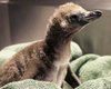 Впервые у пары однополых пингвинов из американского зоопарка появился птенец