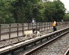 Козы помешали движению поездов метро в Нью-Йорке, появившись прямо на рельсах